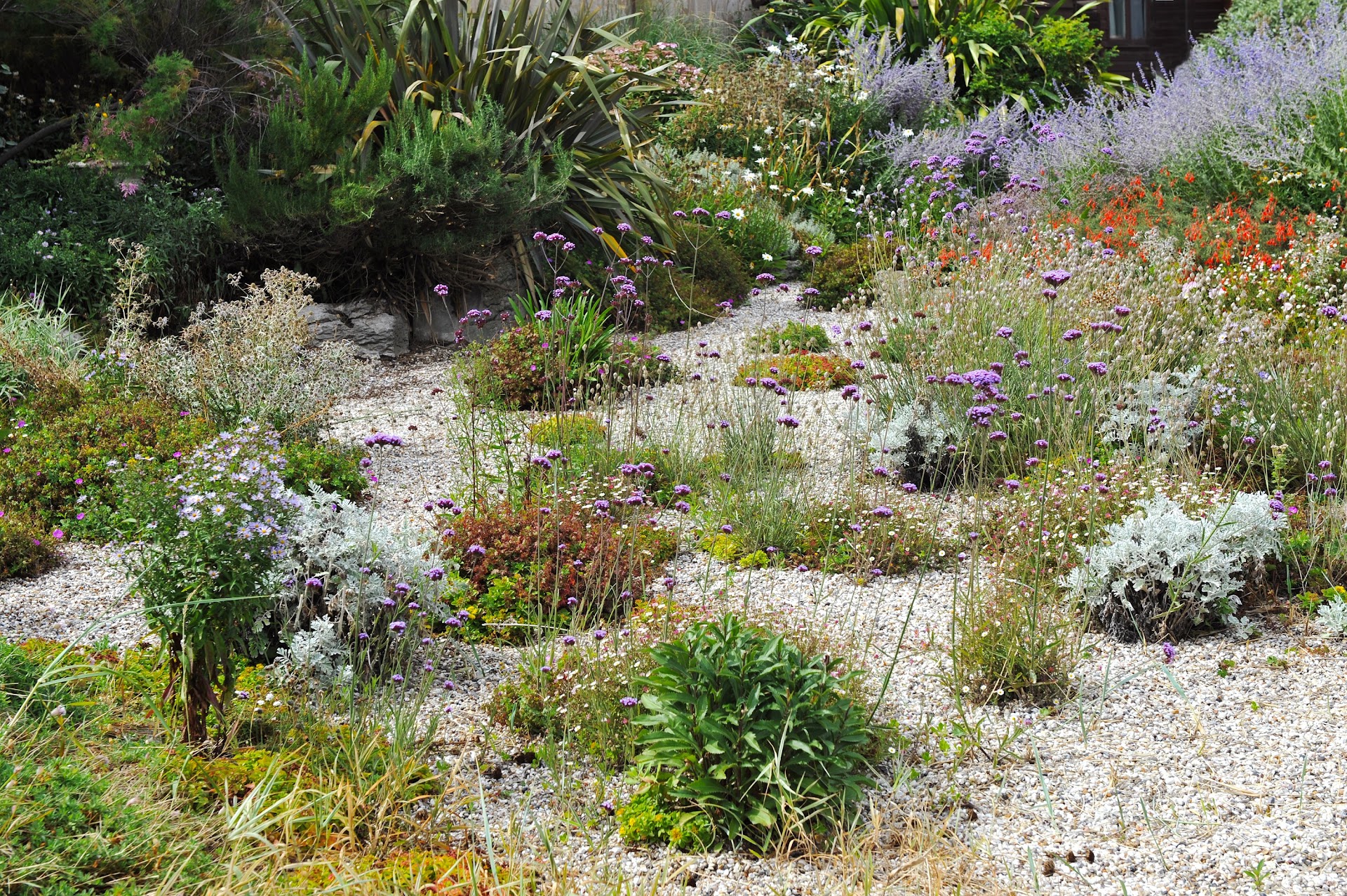 Jardin sec sur gravier avec vivaces fleuries et graminées