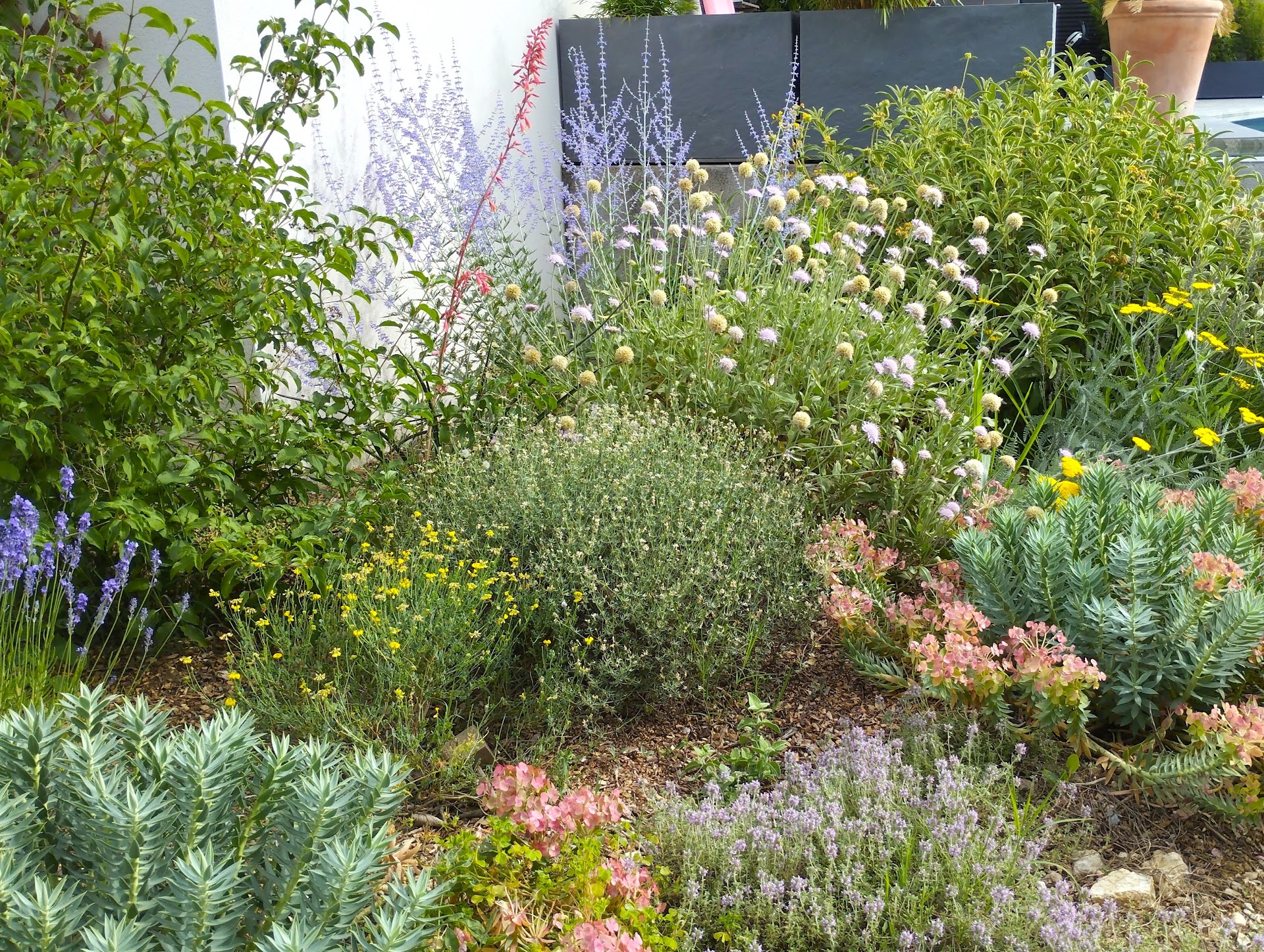 Massif méditerranéen sans arrosage : euphorbes, sedums et lavandes, jardin sec par Achillea Paysage