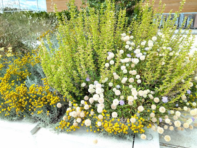 Massif fleuri de santolines et vivaces jaunes, plantes pour jardin sans arrosage